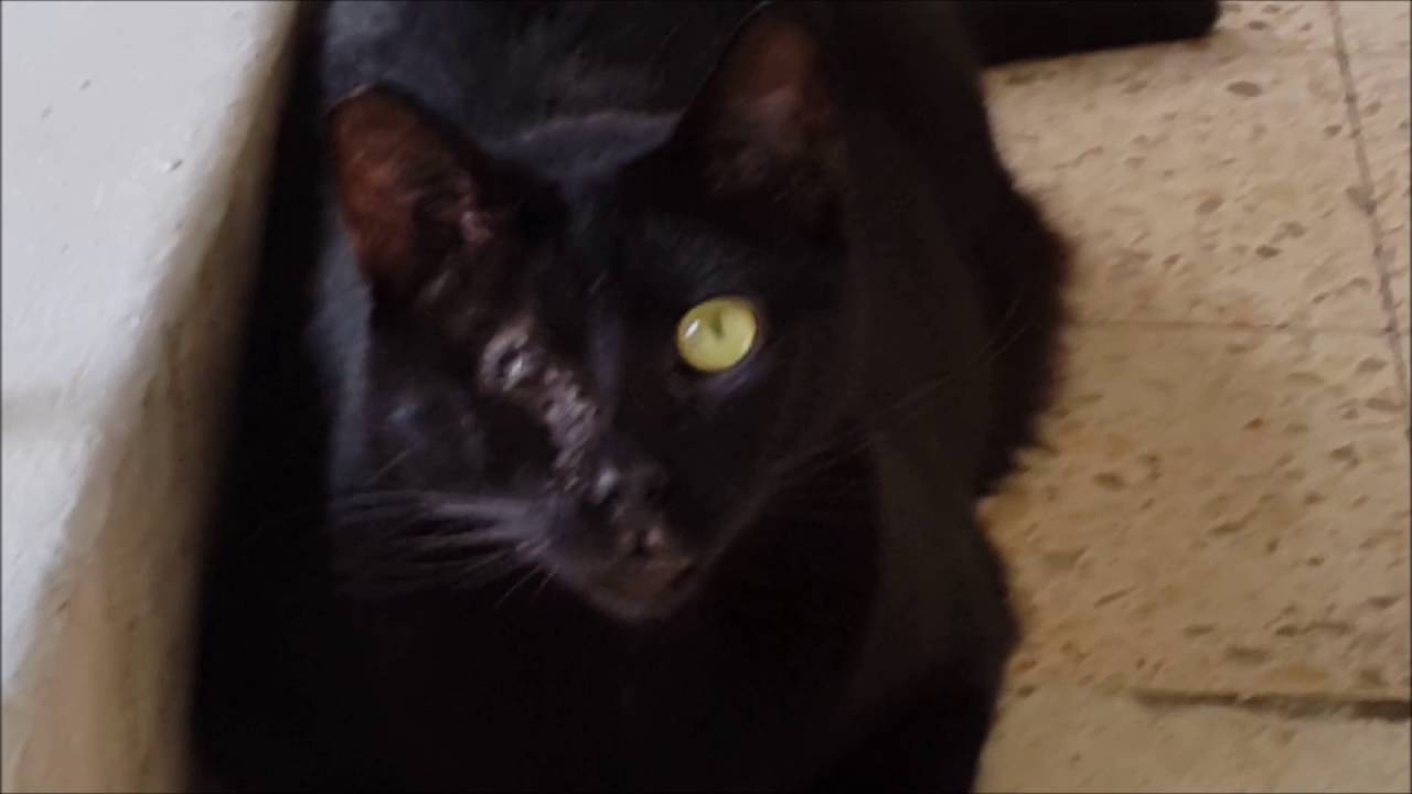 one eyed black cat.jpg